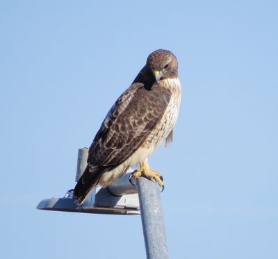 Red-Tailed Hawk