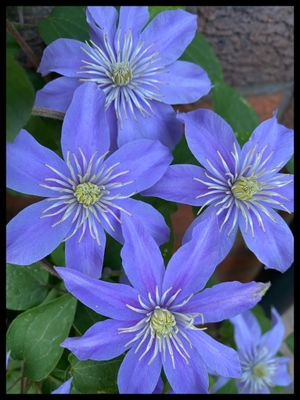 Clematis