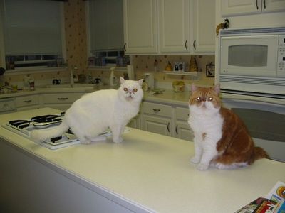 IMG_3082.jpg