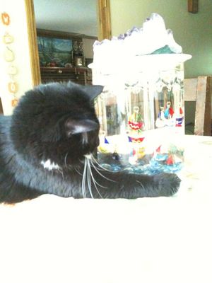 cats