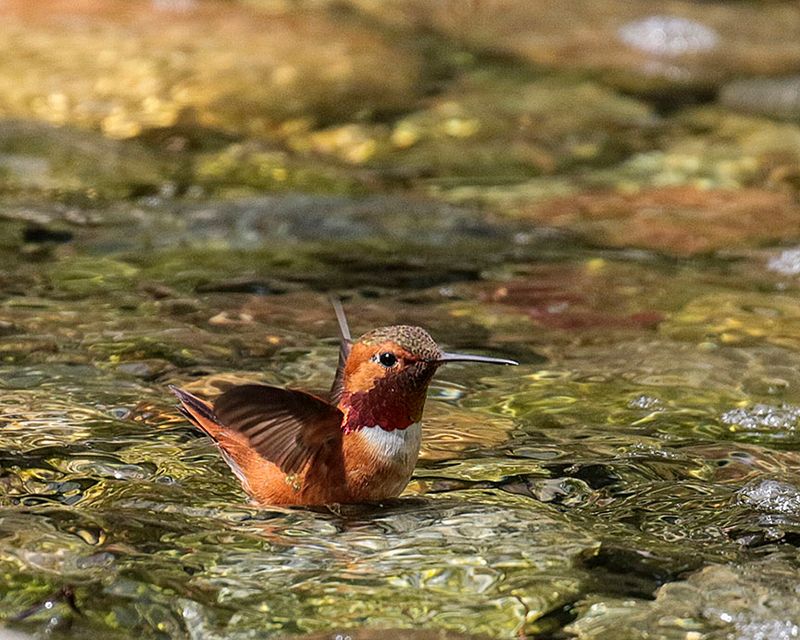 Rufous Hummingbird