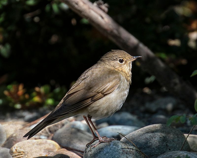 Swainsons Thrush