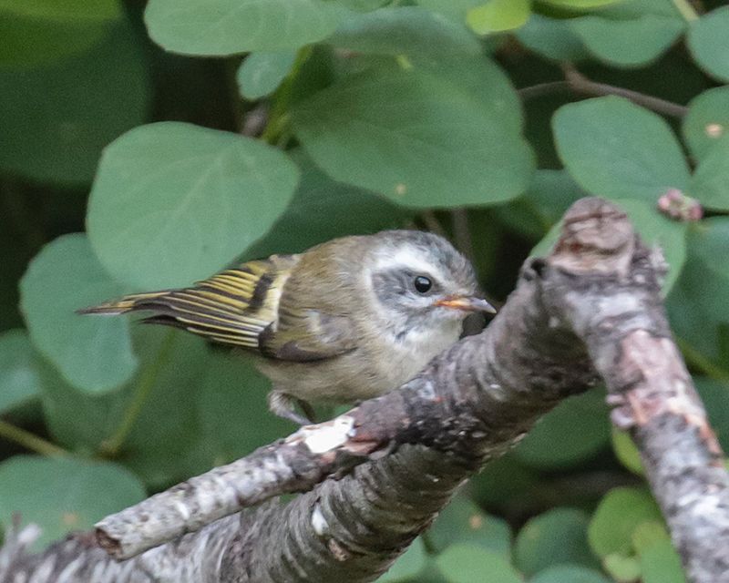 Golden-crowned Kinglet juvenile