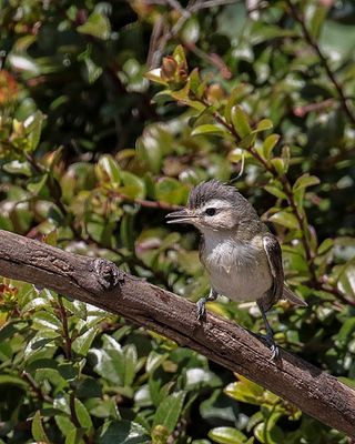 Warbling Vireo