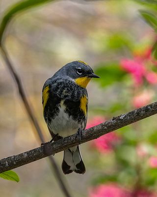 Yellow-rumped Audubon's Warbler