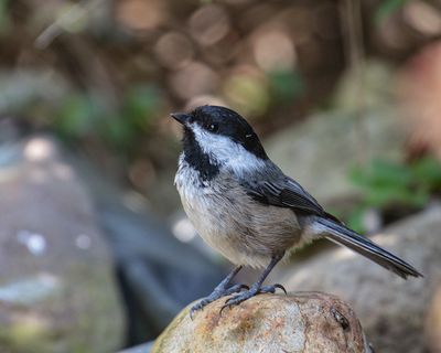 Black-capped Chickadee