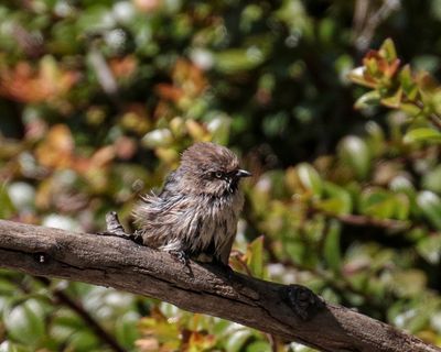 Common Bushtit