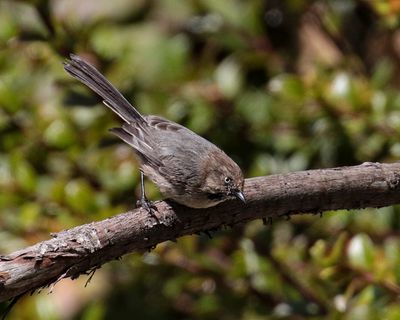 Common Bushtit