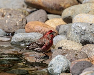 House Finch