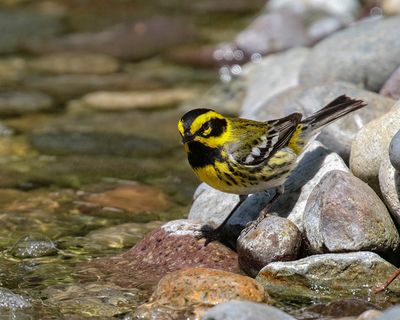 Townsend's Warbler