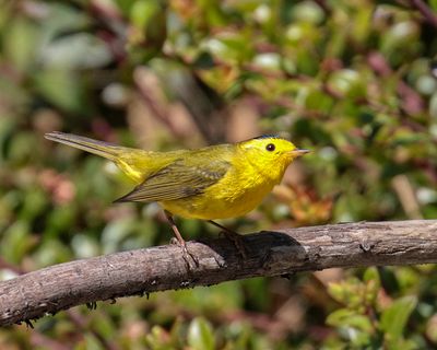 Wilson's Warbler