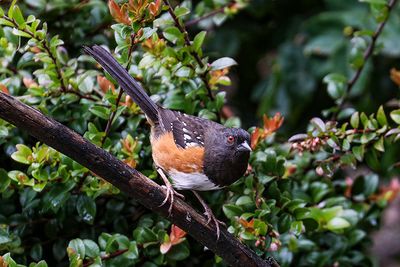 Spotted Towhee