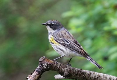 Myrtle Warbler