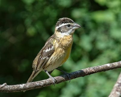 Black-headed Grosbeak-female