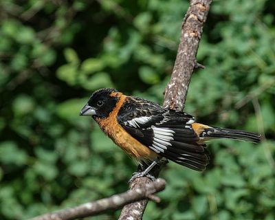 Tanager, Bunting, Black-headed Grosbeak