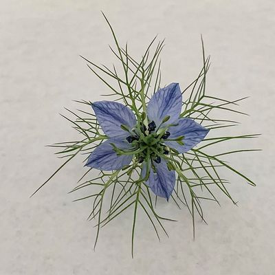 Love-in-a-Mist