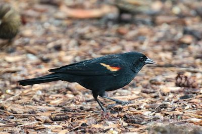 Red-winged Blackbird