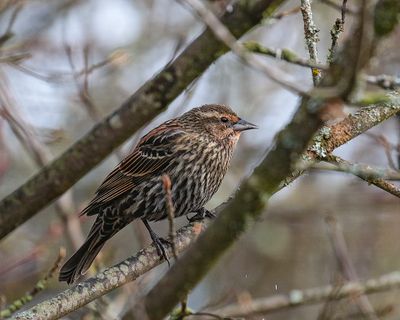 Red-winged Blackbird-female