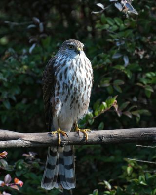 Sharp-shinned Hawk juvenile