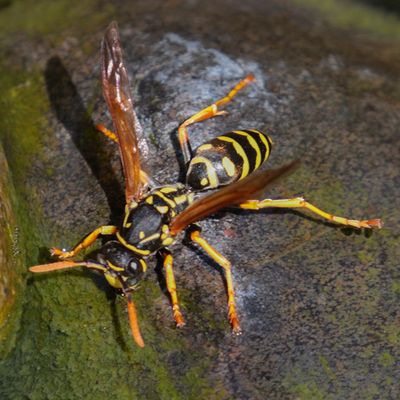 European Paper Wasp