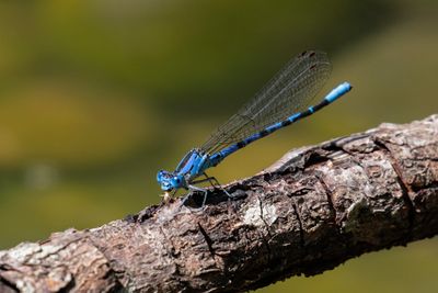 Vivid Dancer with Lunch