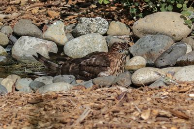Cooper's Hawk juvenile