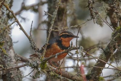 Varied Thrush