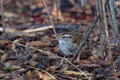 White-throated Sparrow