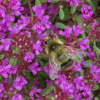 Mixed Bumble Bee (Bombus mixtus)