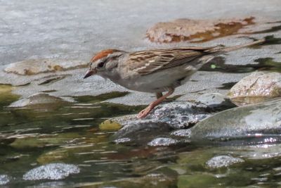 Chipping Sparrow