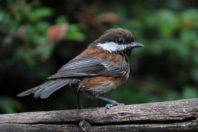 Chestnut-backed Chickadee