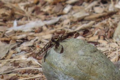 Common Whitetail-female