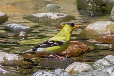 American Goldfinch