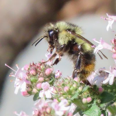 Mixed Bumble Bee (Bombus mixtus)