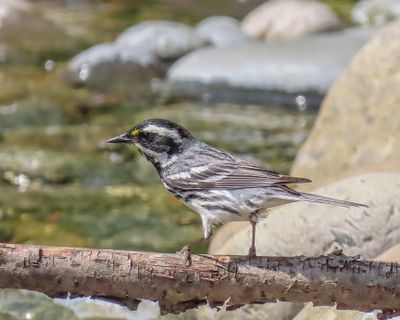 Black-throated Gray Warbler
