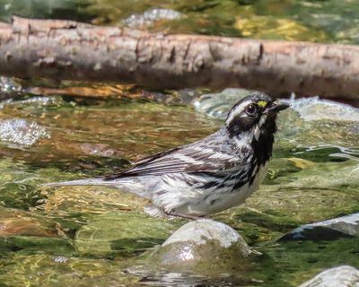 Black-throated Gray Warbler