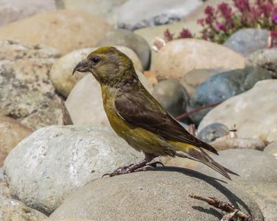 Finch, Siskin, Crossbill and Evening Grosbeak