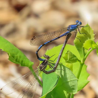 Dragonflies