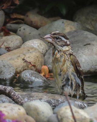 Tanager, Bunting, Black-headed Grosbeak