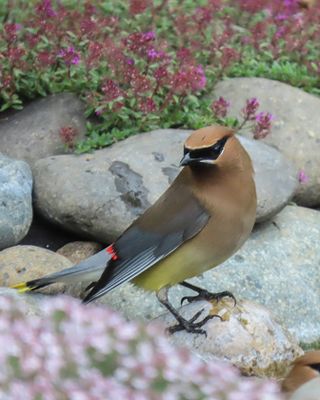Cedar Waxwing