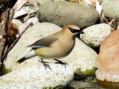 Cedar Waxwing