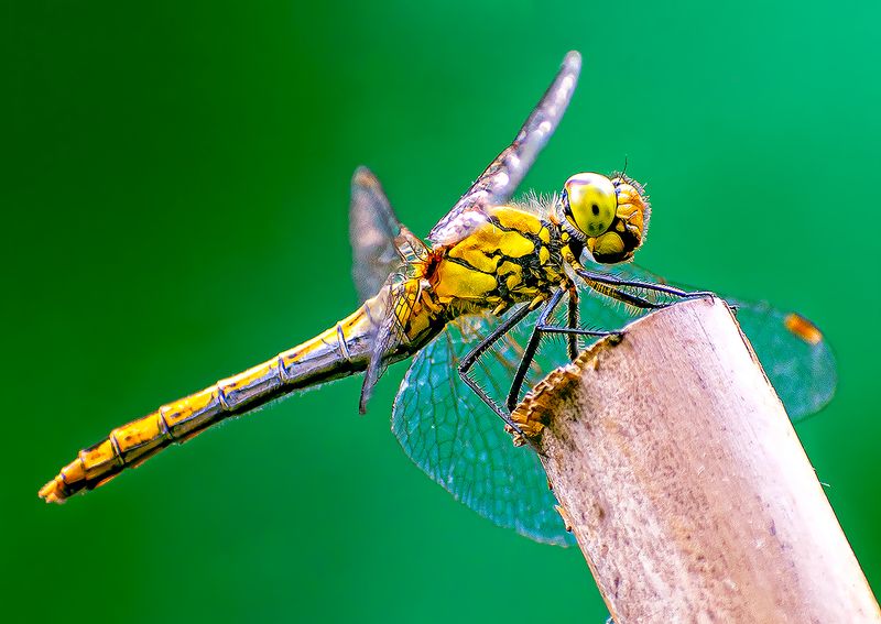 Female Yellow Darter