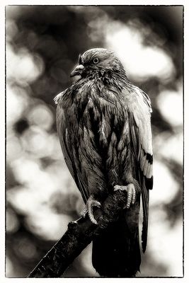 Impressions of a wet pigeon