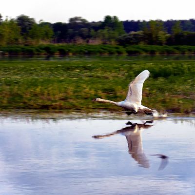 The Mute Swan