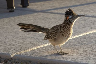 greater road runner