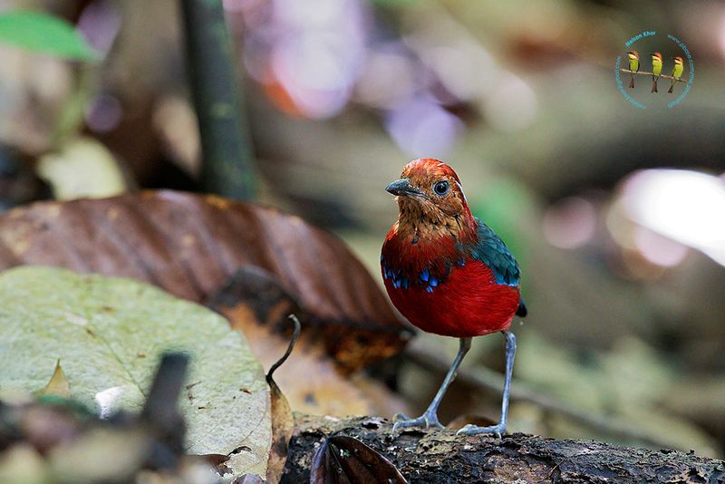 Blue Banded Pitta