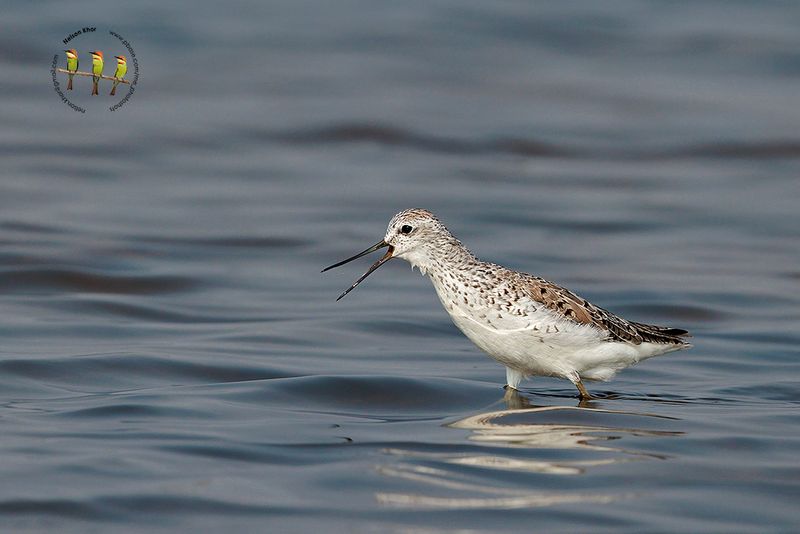 Marsh Sandpiper