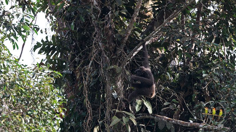 East Bornean Grey Gibbon