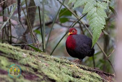 Crimson Headed Partridge