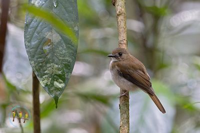 Grey Chested Jungle Flycatcher